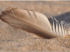 2012 fjäder i sanden